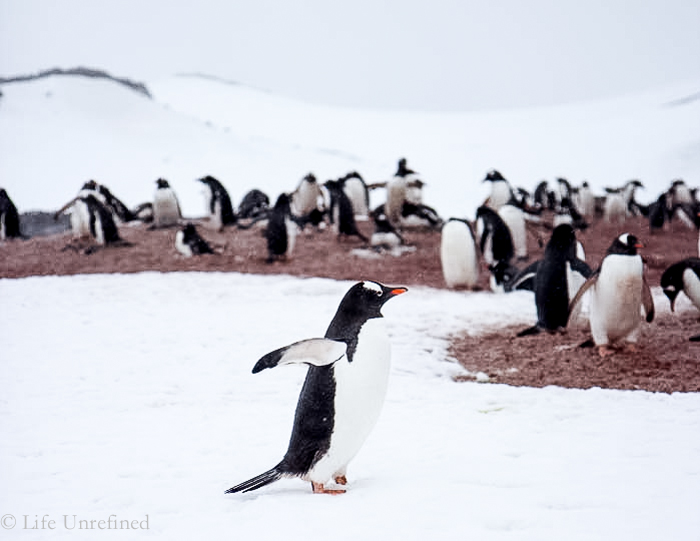 Antarctica-penguin